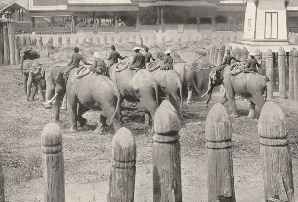 THAILAND. Thailand. Catching wild Elephants;  1900 old antique print picture